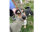 Adopt Bluey the Coop a Black Australian Cattle Dog / Mixed dog in Wisconsin