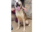 Adopt 55922583 a Tan/Yellow/Fawn Husky / Mixed dog in Bryan, TX (41464788)