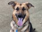 Adopt Hans a Brown/Chocolate German Shepherd Dog / Mixed dog in Phoenix