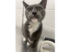 Adopt Boots McGee a Gray or Blue Domestic Shorthair / Domestic Shorthair / Mixed