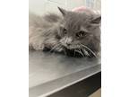 Adopt Marvelous Mittens a Gray or Blue Domestic Longhair / Domestic Shorthair /