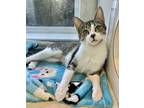 Adopt Paisley a White Domestic Shorthair / Domestic Shorthair / Mixed cat in