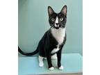 Adopt Newton a All Black Domestic Shorthair / Domestic Shorthair / Mixed cat in