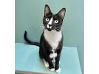 Adopt Newton a All Black Domestic Shorthair / Domestic Shorthair / Mixed cat in