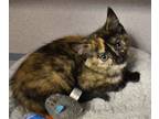 Adopt Spice a All Black Domestic Shorthair / Domestic Shorthair / Mixed cat in