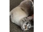 Adopt TaserFace a Tan or Fawn Tabby American Shorthair / Mixed (short coat) cat