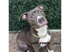 Adopt Thorpedo Anna a Pit Bull Terrier / Mixed dog in Lexington, KY (41464847)