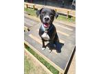 Adopt Rosie a Black - with White Pit Bull Terrier / Mixed dog in Mansfield