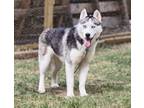 Adopt Melody a Siberian Husky / Mixed dog in Edmonton, AB (41460153)