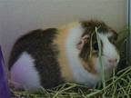 Adopt ELLIE a Guinea Pig (medium coat) small animal in Denver, CO (41457245)