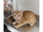 Adopt Donkey Kong a Orange or Red Domestic Shorthair / Domestic Shorthair /