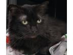 Adopt Laguna a All Black Domestic Longhair / Domestic Shorthair / Mixed cat in