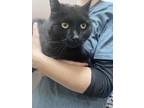 Adopt Chicago a All Black Domestic Shorthair / Domestic Shorthair / Mixed cat in