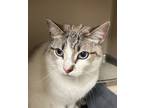 Adopt Jack a White Domestic Shorthair / Domestic Shorthair / Mixed cat in E.
