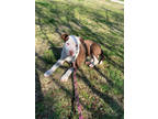 Adopt Ramen a Brown/Chocolate American Pit Bull Terrier / Mixed Breed (Medium) /