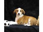 Adopt Waylon a Red/Golden/Orange/Chestnut Mixed Breed (Large) / Mixed dog in