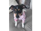 Adopt Angel a Tricolor (Tan/Brown & Black & White) Rat Terrier / Mixed dog in