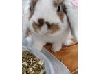 Adopt Bugs a Lop-Eared / Mixed rabbit in Portsmouth, VA (41353157)