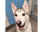 Adopt Shadow a White Husky / Mixed dog in Dallas, TX (41380151)