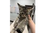Adopt Barry a Domestic Short Hair