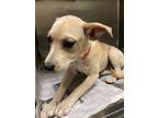 Adopt Mary a Tan/Yellow/Fawn Labrador Retriever / Mixed dog in Houston