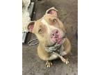 Adopt Mila a Brown/Chocolate American Staffordshire Terrier / Mixed dog in