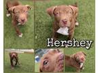 Adopt Hershey a Red/Golden/Orange/Chestnut American Pit Bull Terrier / Mixed dog