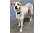 Adopt Lola -NOT AVAILABLE UNTIL 5/19/24 a White Retriever (Unknown Type) / Mixed