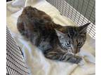 Adopt Daisy a Brown or Chocolate Domestic Shorthair / Domestic Shorthair / Mixed