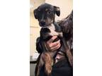 Adopt Torch a Black American Pit Bull Terrier / Mixed dog in Rio Rancho