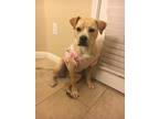 Adopt Merida a Tan/Yellow/Fawn - with White Mixed Breed (Medium) / Mixed dog in