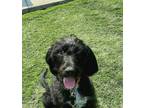 Adopt Kip a Black - with White Mixed Breed (Medium) dog in WAYNE, NJ (41359118)