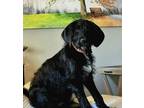 Adopt Kip a Black - with White Mixed Breed (Medium) dog in WAYNE, NJ (41359118)