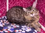 Adopt Princess a Gray, Blue or Silver Tabby Domestic Shorthair cat in Kirkland