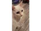 Adopt Luna (White) a White Domestic Shorthair / Domestic Shorthair / Mixed cat