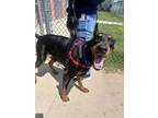 Adopt Achilles a Black Doberman Pinscher / Mixed Breed (Medium) / Mixed (short