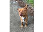 Adopt Toffee-Tastic a Tan/Yellow/Fawn American Pit Bull Terrier / Mixed Breed