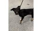 Adopt River a Black Mixed Breed (Large) / Mixed dog in Jeffersonville