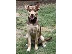 Adopt Tom Dooley a Brown/Chocolate Australian Shepherd / Mixed dog in The