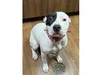 Adopt Lil Gouda a White American Pit Bull Terrier / Mixed Breed (Medium) / Mixed