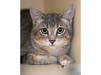 Adopt Kit a Gray or Blue Domestic Shorthair / Mixed Breed (Medium) / Mixed