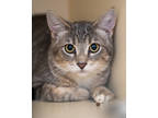 Adopt Kit a Gray or Blue Domestic Shorthair / Domestic Shorthair / Mixed cat in