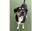Adopt Chop a Black Greater Swiss Mountain Dog / Rottweiler / Mixed dog in