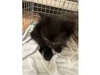Adopt Steven a All Black Domestic Shorthair / Domestic Shorthair / Mixed cat in