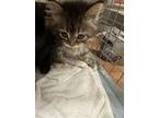 Adopt Beauty a Gray or Blue Domestic Shorthair / Domestic Shorthair / Mixed cat