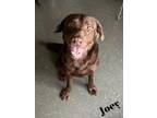 Adopt Joey a Brown/Chocolate Labrador Retriever / Mixed dog in Valparaiso