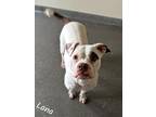 Adopt Lana a White Boxer / Mixed Breed (Medium) / Mixed (short coat) dog in