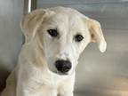 Adopt Pear a White Mixed Breed (Large) / Mixed dog in Georgetown, TX (40976933)