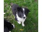 Adopt Paul a Black Australian Shepherd / Mixed dog in Rochester, MN (41464469)