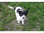 Adopt Ringo a Black Australian Shepherd / Mixed dog in Rochester, MN (41464721)